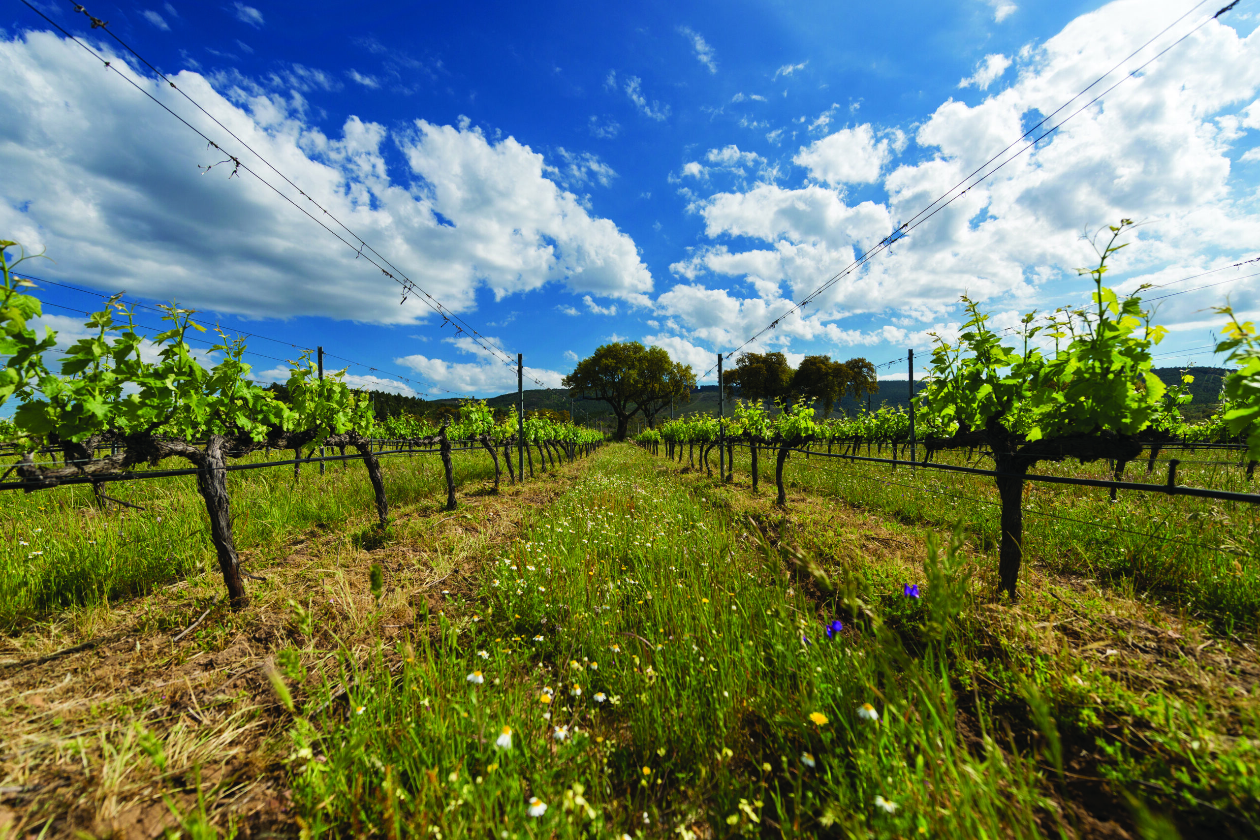 Quinta_da_Fonte_Souto_PCC_May_2018_09